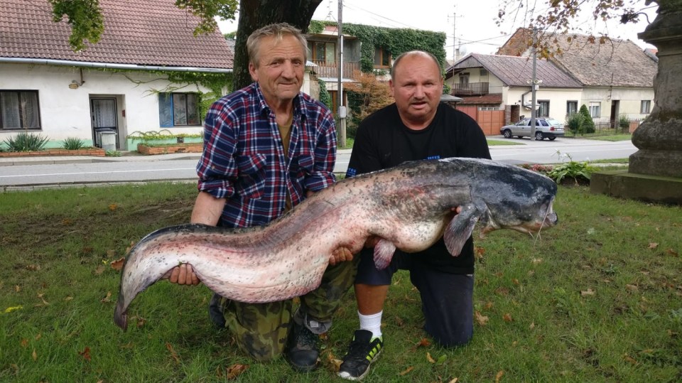 Výstavního sumce chytili na Znojemsku